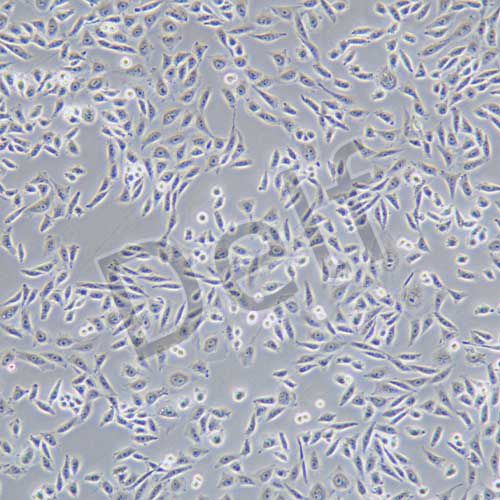 CHO 倉鼠卵巢細(xì)胞