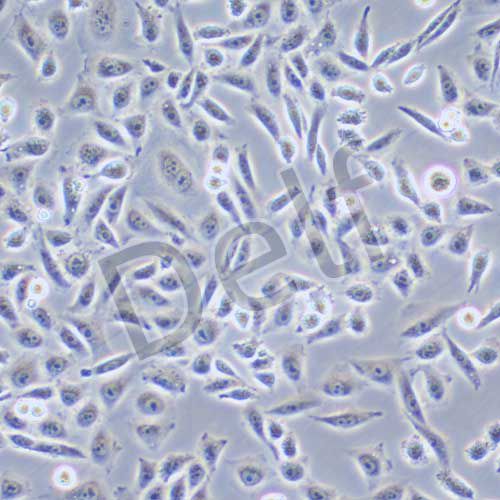 CHO 倉鼠卵巢細(xì)胞