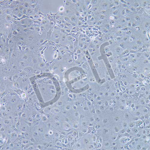 COS-7 非洲綠猴腎細(xì)胞 SV40轉(zhuǎn)化