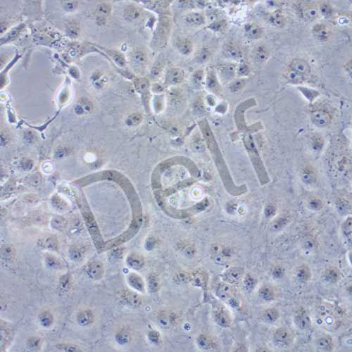 COS-7 非洲綠猴腎細(xì)胞 SV40轉(zhuǎn)化