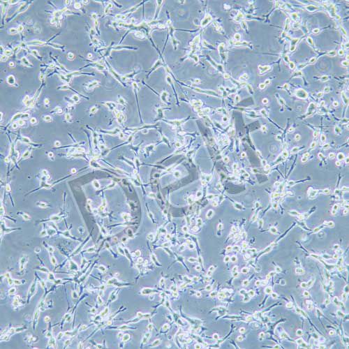 CT26.WT 小鼠結(jié)腸癌細胞