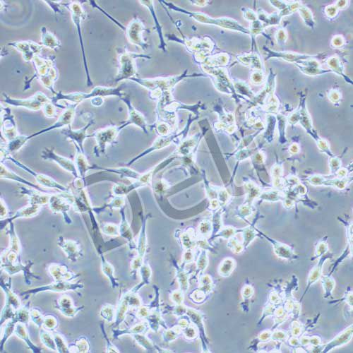 CT26.WT 小鼠結(jié)腸癌細胞