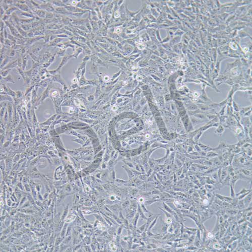 CTX-TNA2 大鼠腦I型星形膠質(zhì)細胞