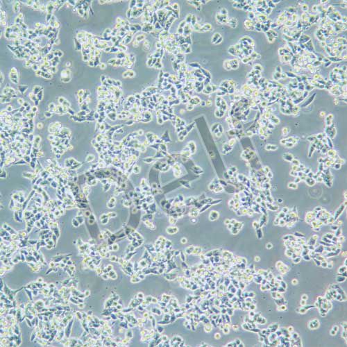 CW2 人結(jié)腸癌細(xì)胞