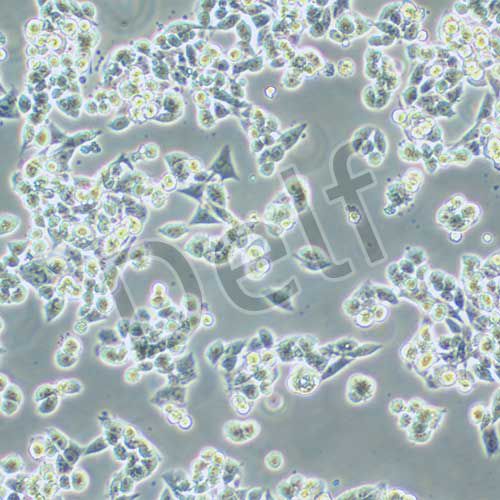 CW2 人結(jié)腸癌細(xì)胞