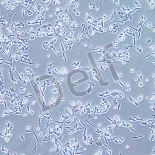 D341 Med 人腦髓母細胞瘤細胞