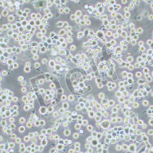 DAMI 人巨核細胞白血病細胞