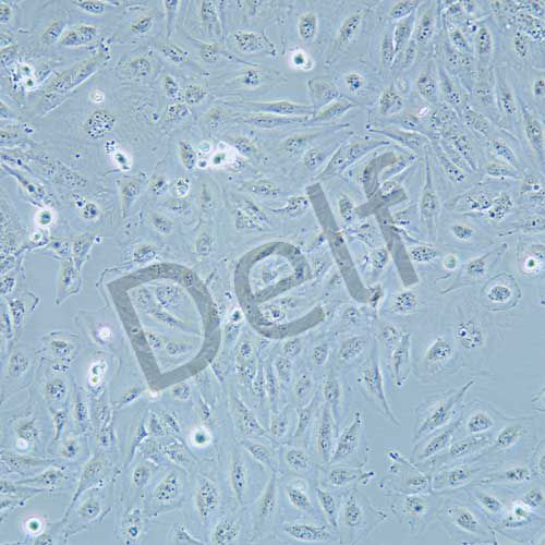 DAOY 人髓母細(xì)胞瘤細(xì)胞