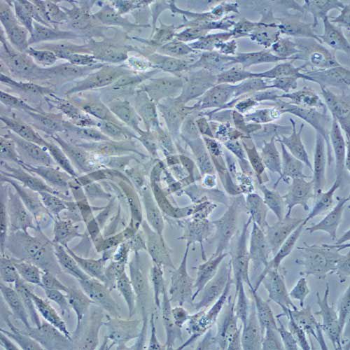 UMNSAH/DF-1 雞胚胎成纖維細(xì)胞