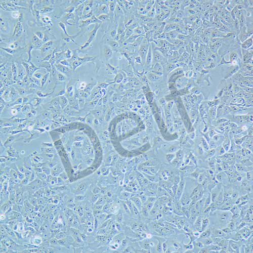 DLD-1 人結(jié)直腸腺癌上皮細(xì)胞