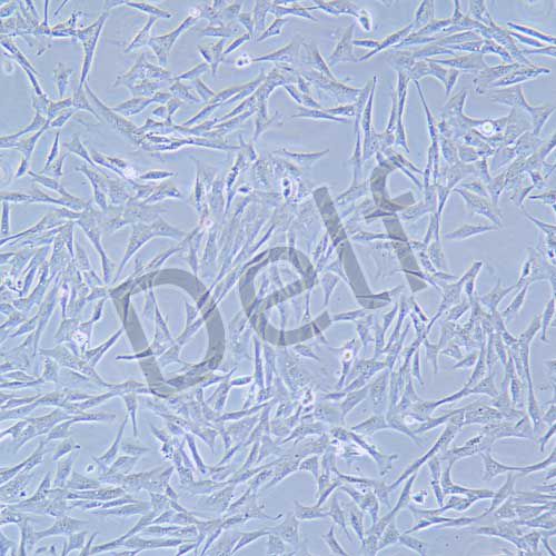 Duck embryo 鴨胚成纖維細(xì)胞永生化