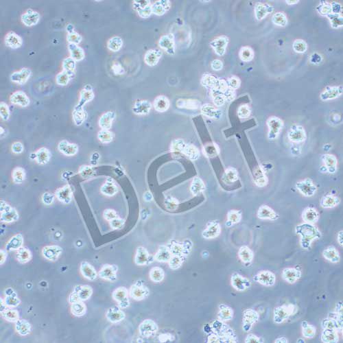 EL4 小鼠淋巴瘤細(xì)胞