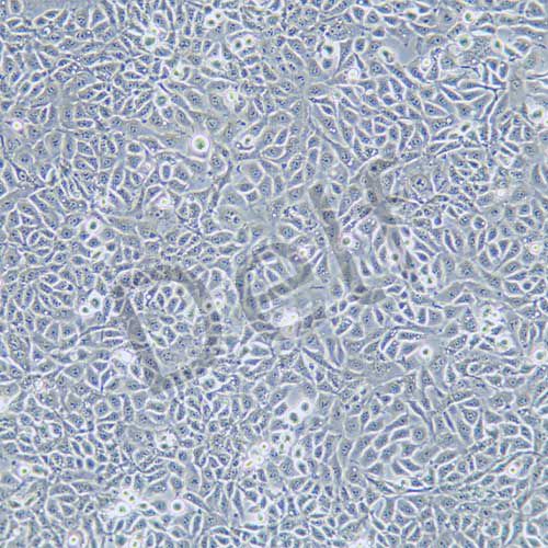 EMT6 小鼠乳腺癌細(xì)胞