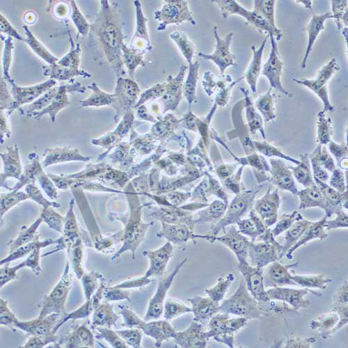 ES-2 人卵巢透明細(xì)胞癌細(xì)胞