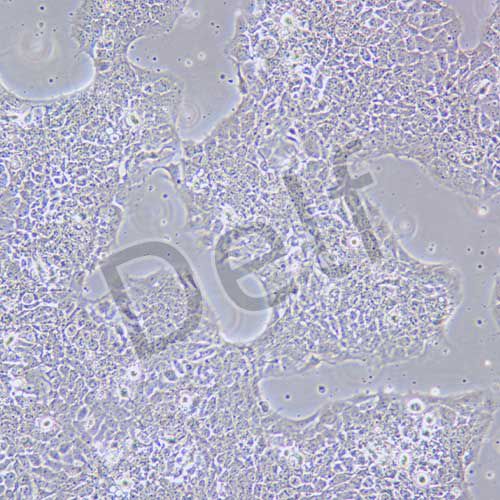 FADU 人咽鱗癌細(xì)胞