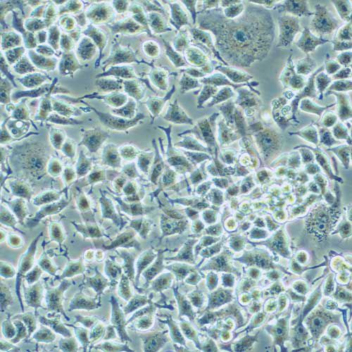 G422 小鼠神經(jīng)膠質(zhì)瘤細(xì)胞