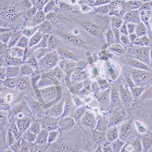 GC-1 spg 小鼠精原細(xì)胞系