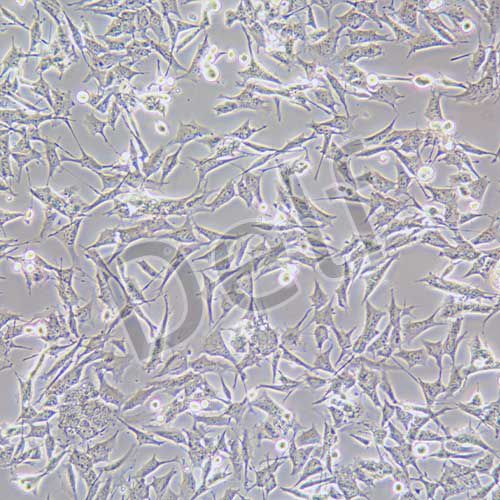 GL261 小鼠膠質細胞瘤