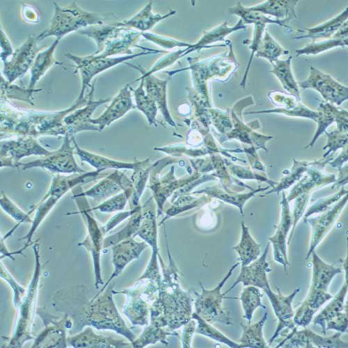 GL261 小鼠膠質細胞瘤