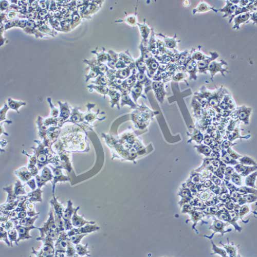 H4-II-E-C3 大鼠肝癌細(xì)胞