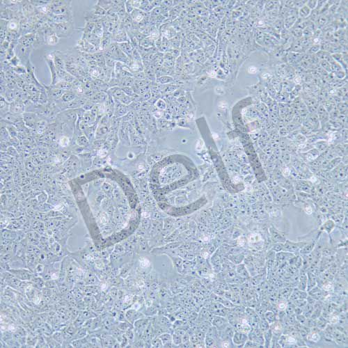 HaCat 人永生化表皮細(xì)胞