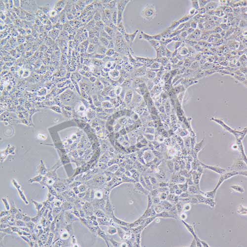 HBL-100 人整合SV40基因的乳腺上皮細(xì)胞