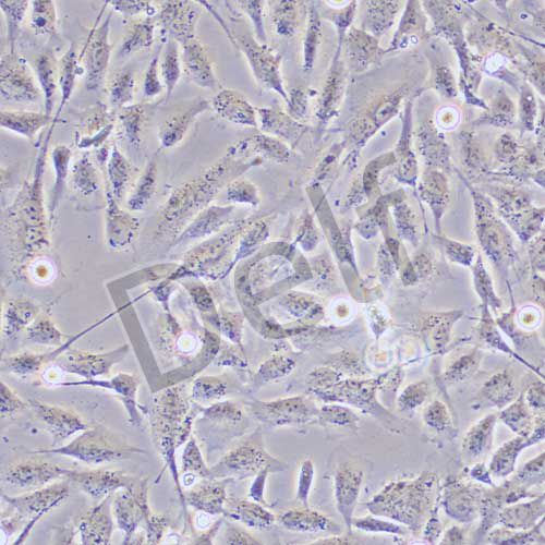 HCMEC/D3 永生化人腦微血管內(nèi)皮細(xì)胞