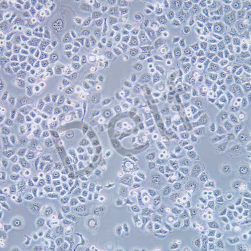 HeLa 人宮頸癌細(xì)胞
