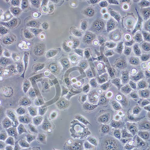 HeLa 人宮頸癌細(xì)胞