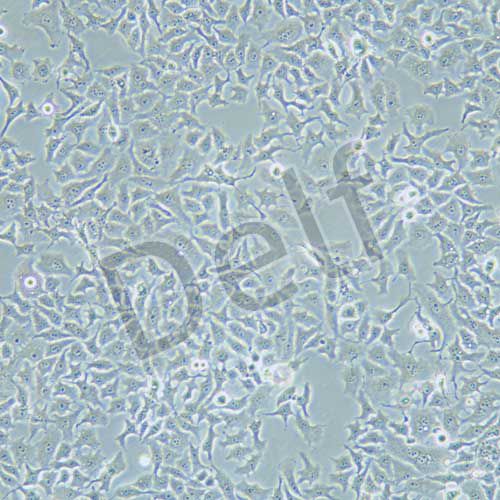 HELA-S3 人宮頸癌細(xì)胞