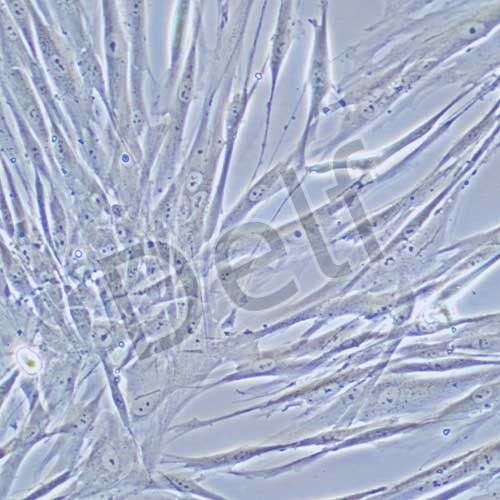 HFL1 人胚肺成纖維細(xì)胞