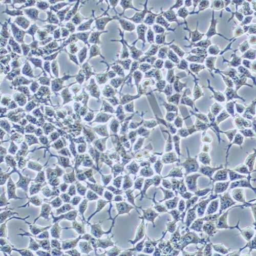 Hkb20 人腎上皮細胞