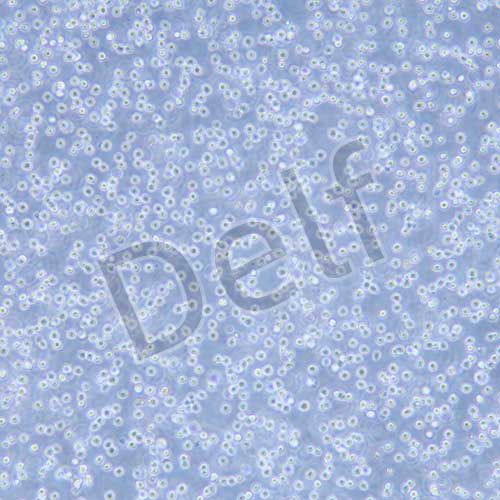 HL-60 人早幼粒白血病細胞