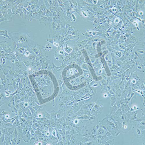 HMC3 人小膠質(zhì)細胞