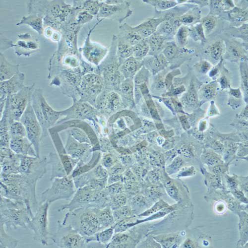 HMC3 人小膠質(zhì)細胞