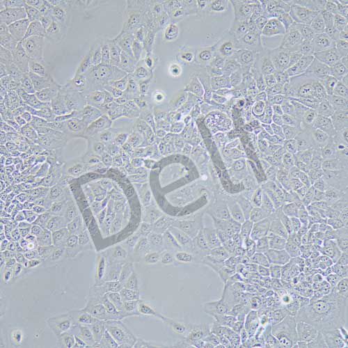 HPAC 人胰腺癌細胞