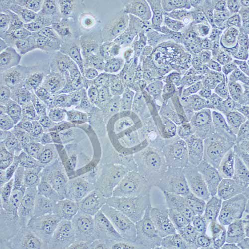 HPAC 人胰腺癌細胞