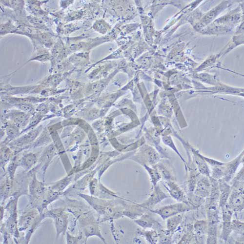 hTERT-HPNE 人胰腺導管細胞