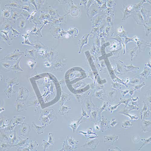 HS578T 人乳腺癌細(xì)胞