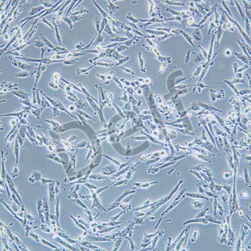 HS683 人腦膠質(zhì)瘤細(xì)胞