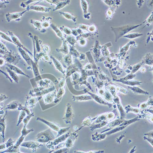 HS683 人腦膠質(zhì)瘤細(xì)胞