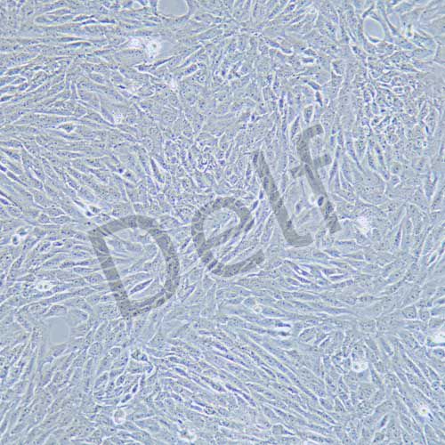 HSC-T6 大鼠肝儲脂細胞