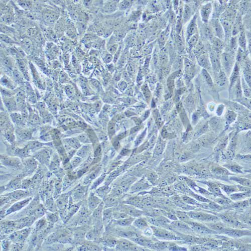 HSC-T6 大鼠肝儲脂細胞