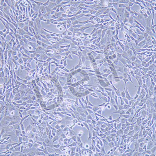 HT22 小鼠海馬神經(jīng)元細胞