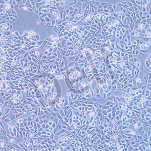 HT-29 人結(jié)腸癌細(xì)胞