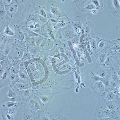 huh-7 人肝癌細(xì)胞