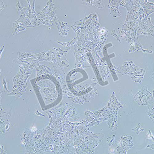 huh-7.5.1 人肝癌細(xì)胞