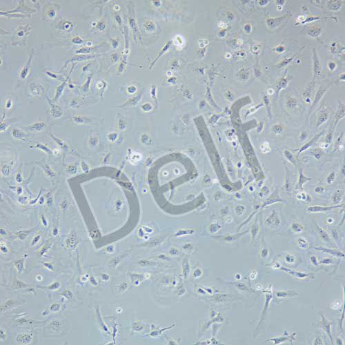 IEC-6 大鼠小腸隱窩上皮細(xì)胞