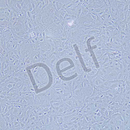 IEC-18 大鼠回腸細(xì)胞