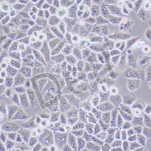 IOSE-80 人正常卵巢上皮細(xì)胞